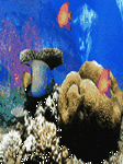 pic for Ocean Fishes